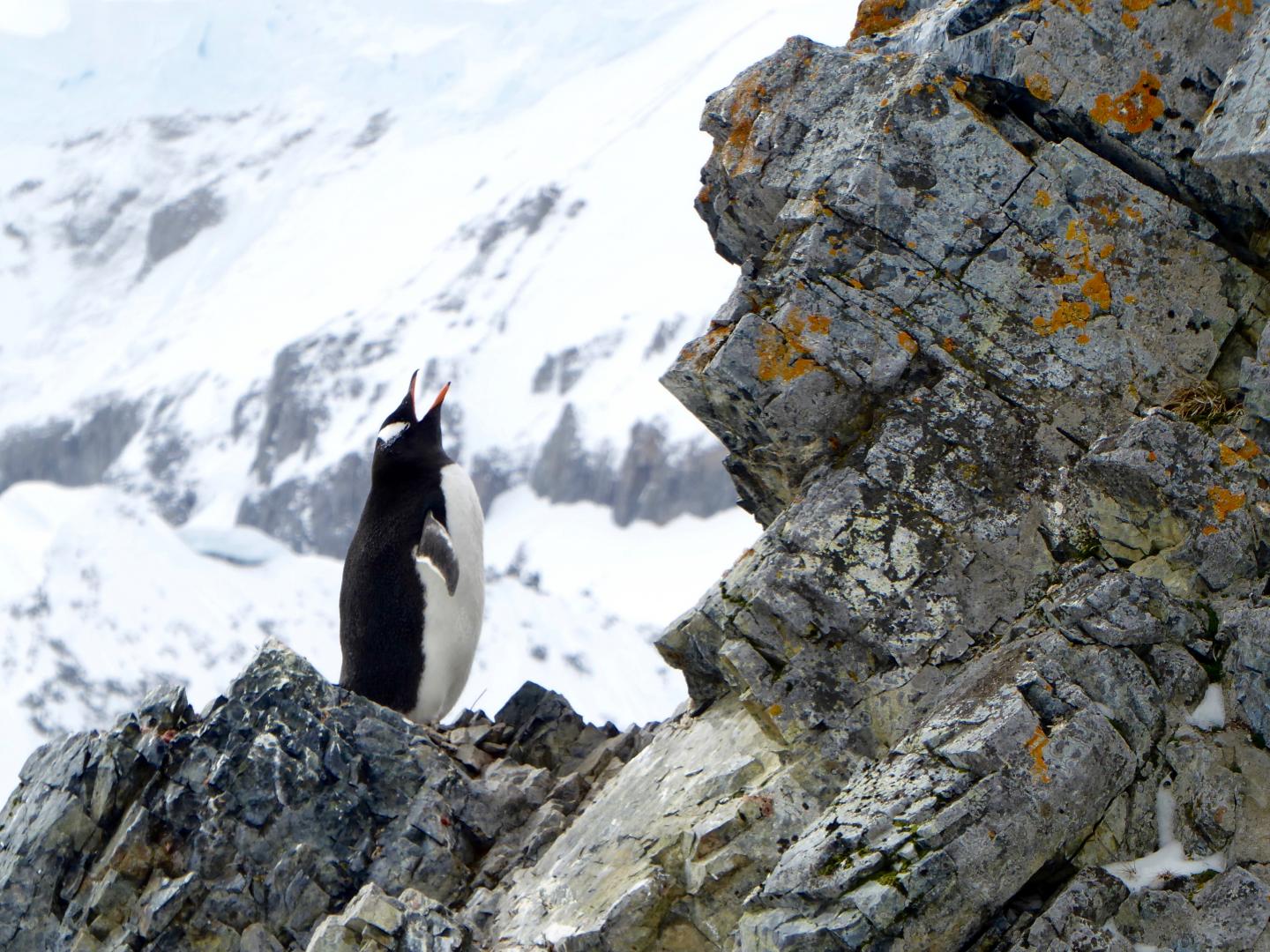 Gentoo Penguin