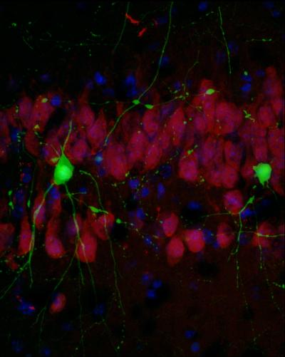 Crtc1 Detection in Mice Neurons (In Green)