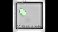 T Cells Dividing During an Immune Response