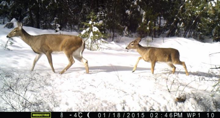 White-Tailed Deer