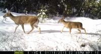 White-Tailed Deer