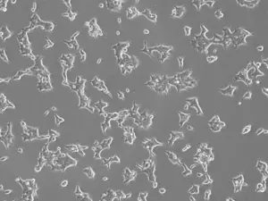 Cells for deep mutational scanning research at Fred Hutch