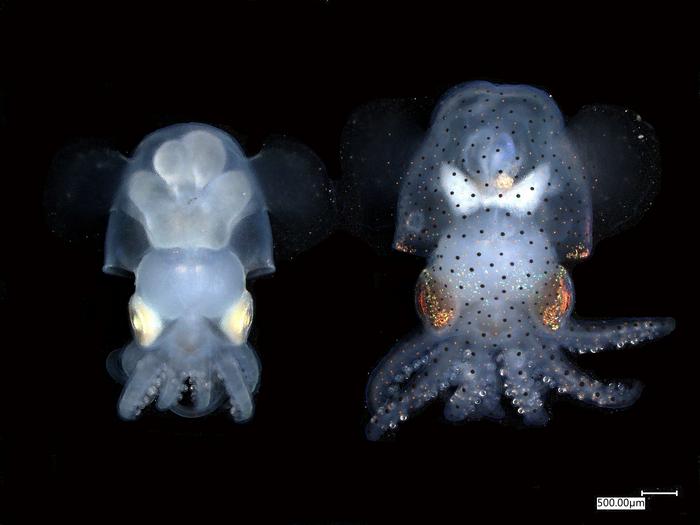 Albino and wild-type hummingbird bobtail squid (Euprymna berryi)