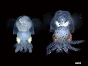 Albino and wild-type hummingbird bobtail squid (Euprymna berryi)