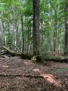 Unmanaged beech forest at Hainich National Park in Germany