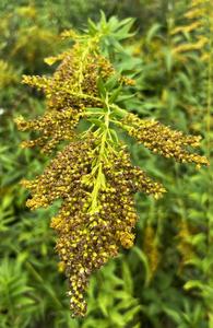 Solidago canadensis