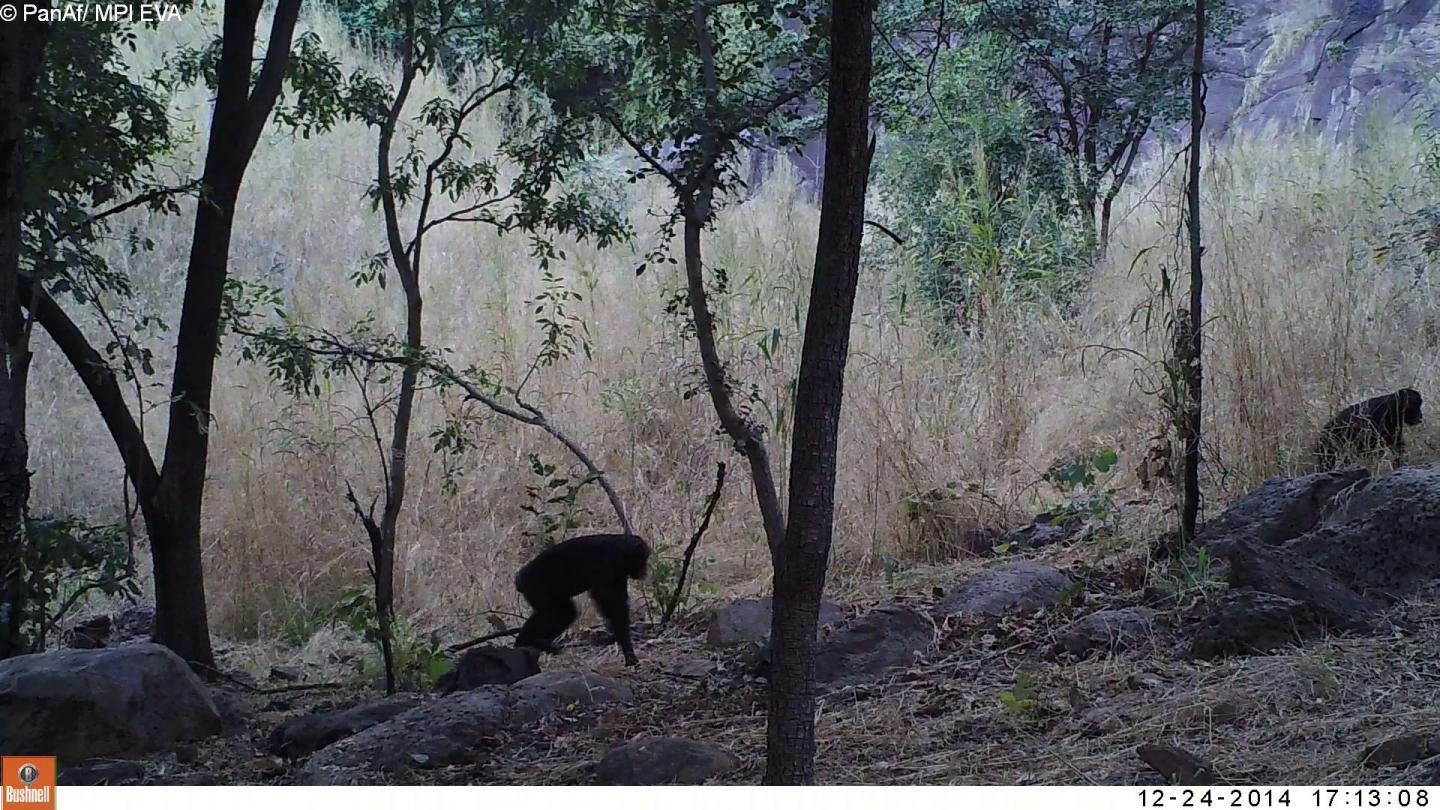 Camera trap picture