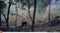 Camera trap picture