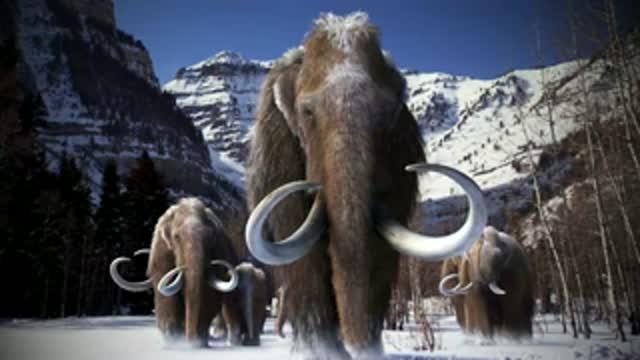 What Genes Make a Woolly Mammoth a Woolly Mammoth?