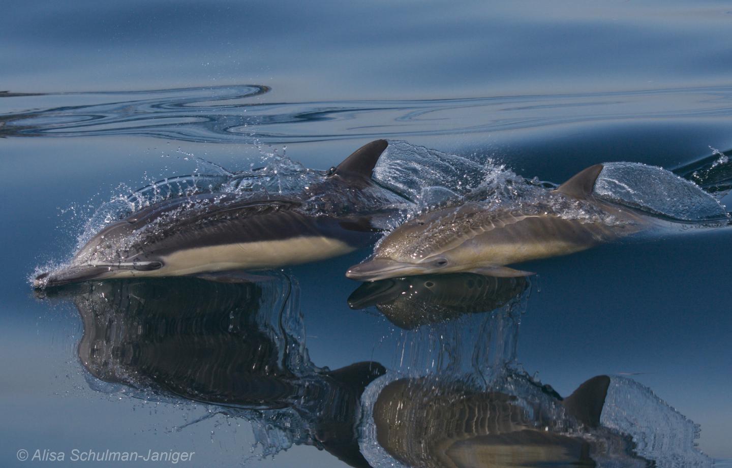 Dolphin Diets Suggest Extreme Changes in the Ocean May Shorten Food Chains (6 of 9)