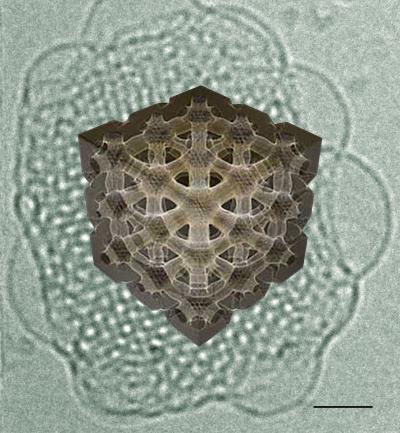 Illustration Of A Cubosome
