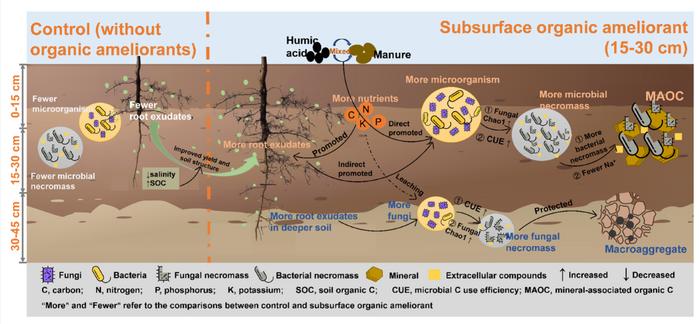 Subsurface application of organic ameliorant in saline soils increases microbial necromass accumulation in mineral-associated organic matter