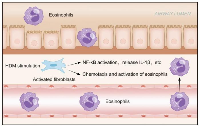 Bronchial Fibroblasts Respond to House Dust Mite Challenge with Cytokine Secretion: Role in Allergic Airway Inflammation