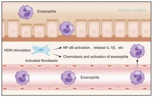 Bronchial Fibroblasts Respond to House Dust Mite Challenge with Cytokine Secretion: Role in Allergic Airway Inflammation