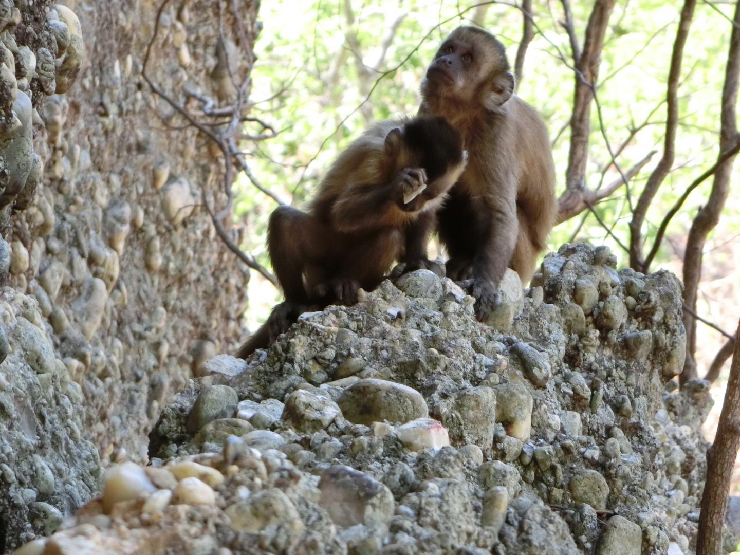 Capuchins Observed Making Flakes