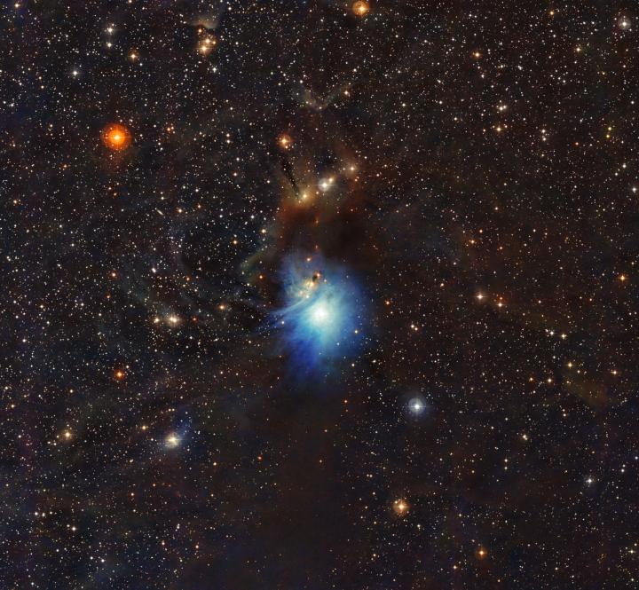 Young Star Lights up Reflection Nebula IC 2631