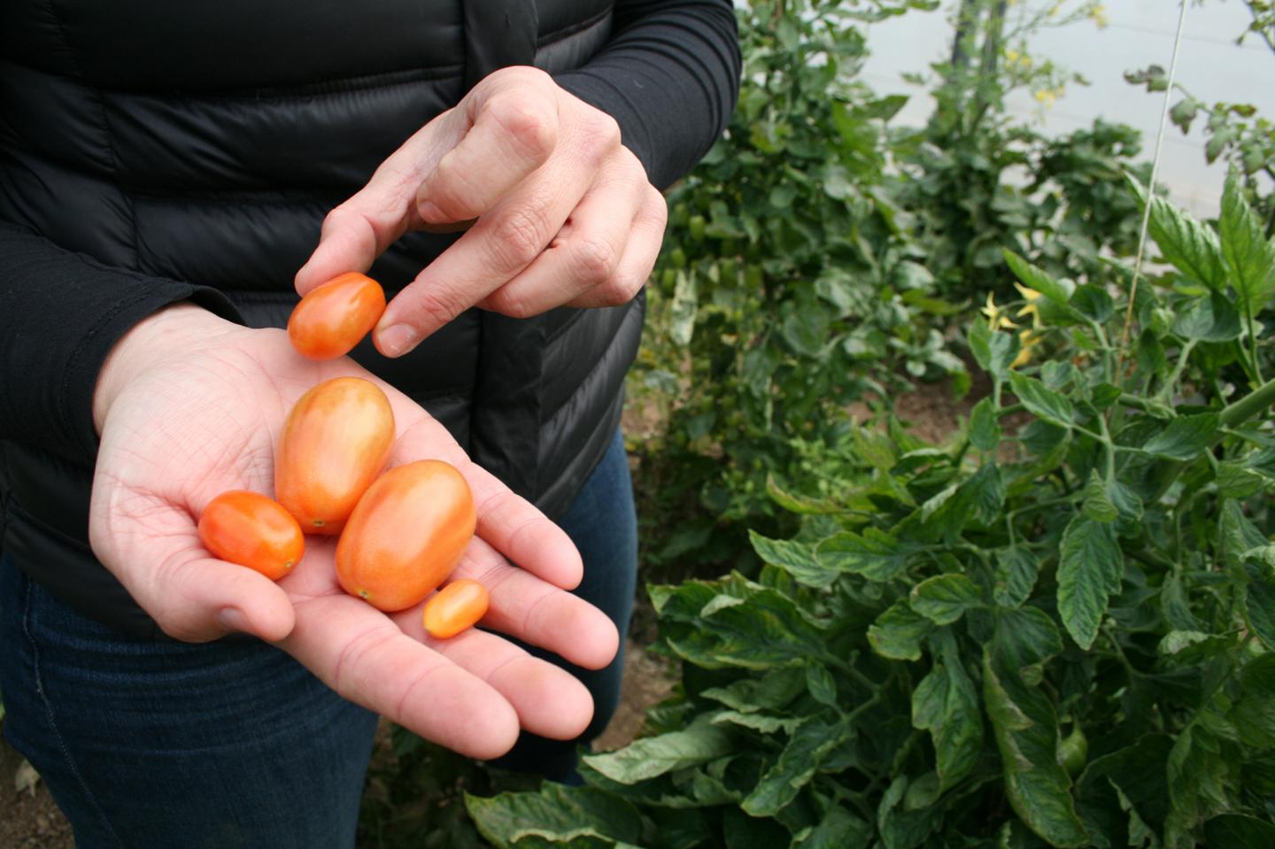 Cherry Romatoes