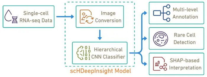 scHDeepInsight