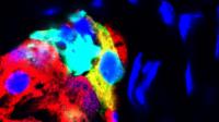 Flexible Cells