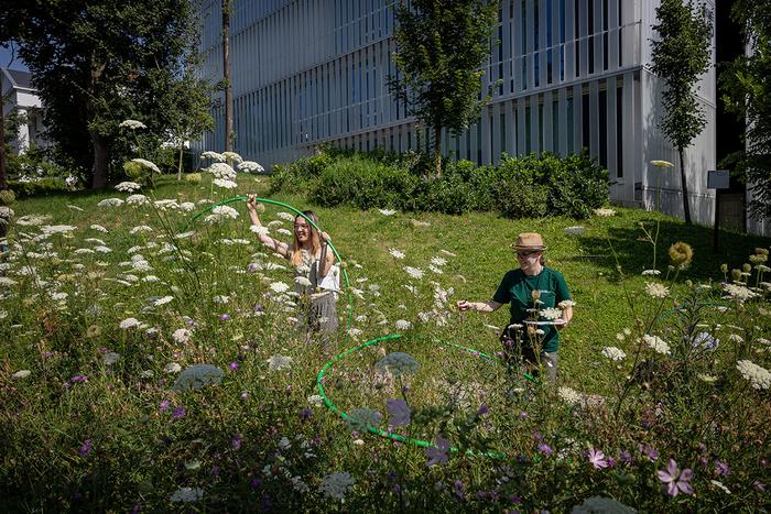 Sampling a sown flower strip in Budapest, Hungary