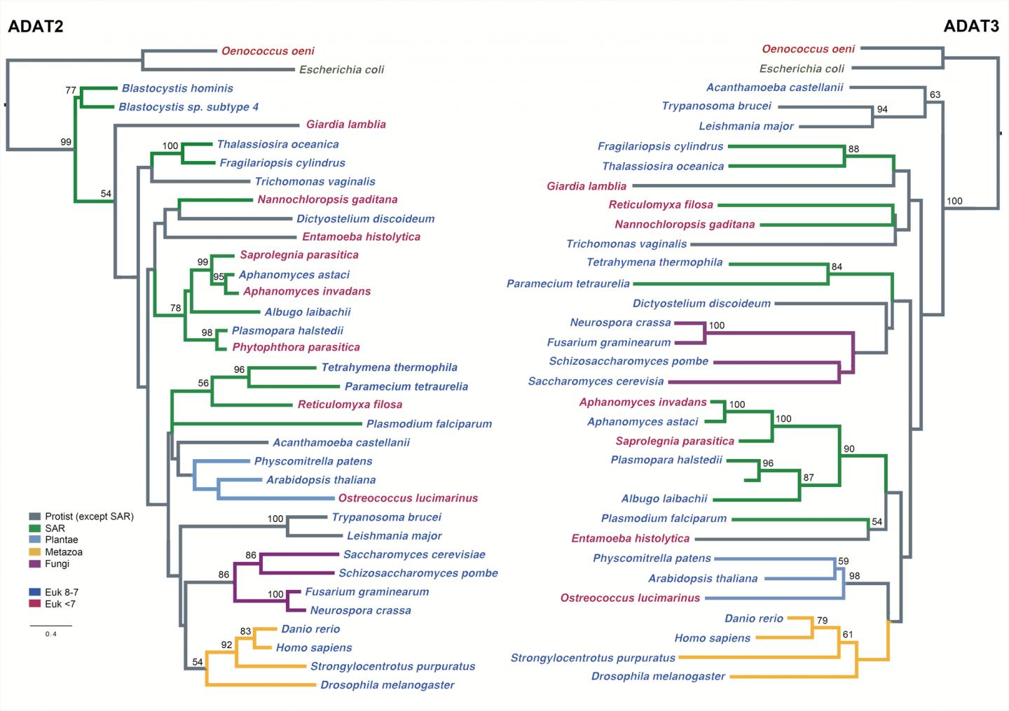 Image from the Scientific Paper