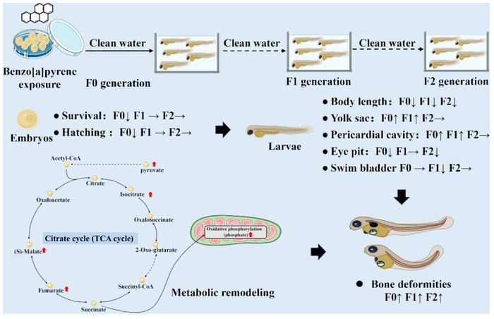 Multigenerational developmental and skeletal toxicity from benzo[a]pyrene exposure in F0 and F2 medaka: metabolic trade-offs and survival costs