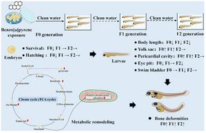 Multigenerational developmental and skeletal toxicity from benzo[a]pyrene exposure in F0 and F2 medaka: metabolic trade-offs and survival costs