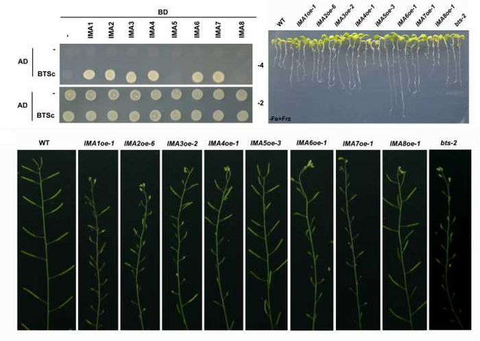 Phenotypes of IMA overexpression plants