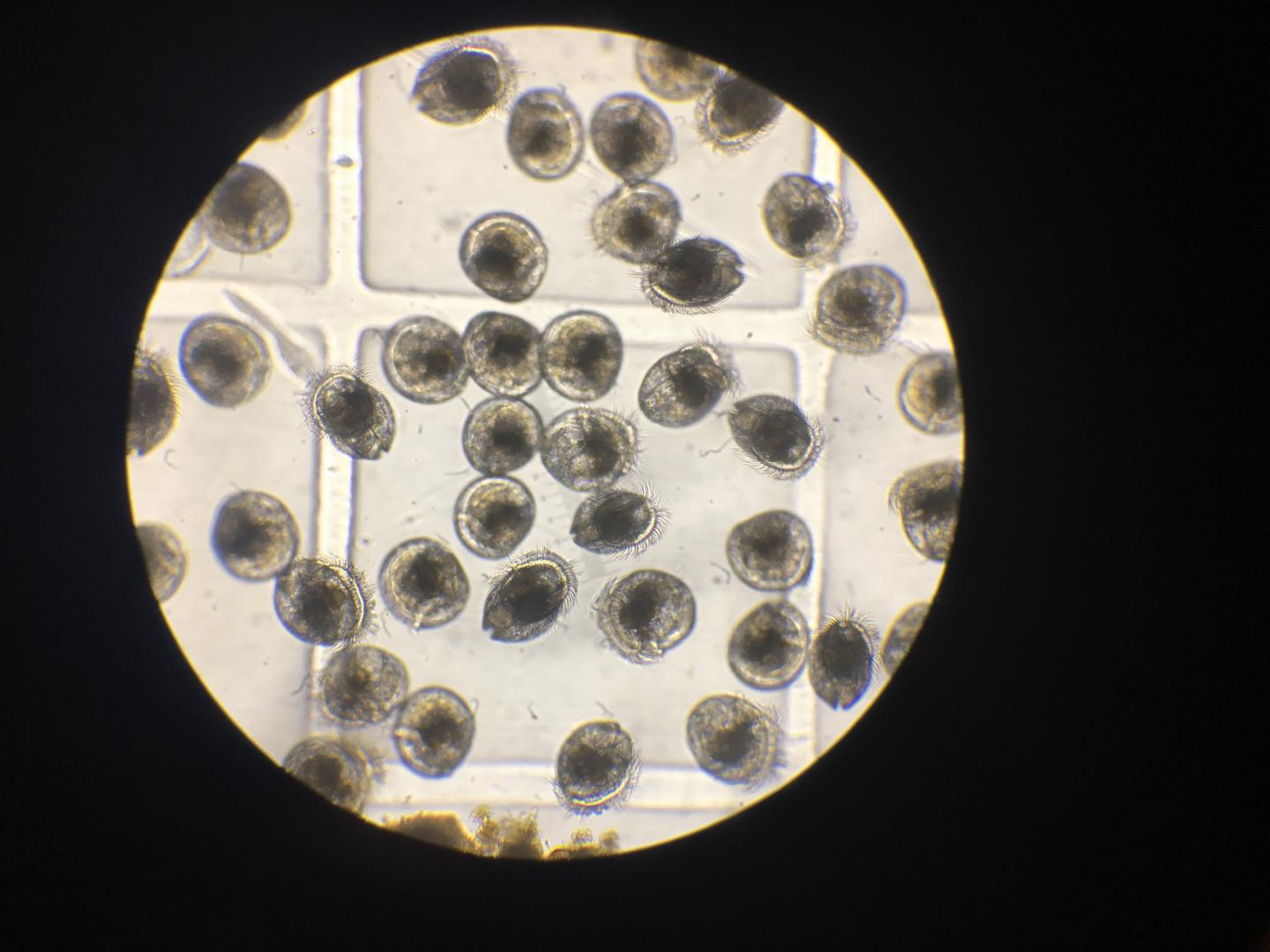 Oyster Larvae