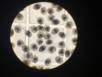 Oyster Larvae