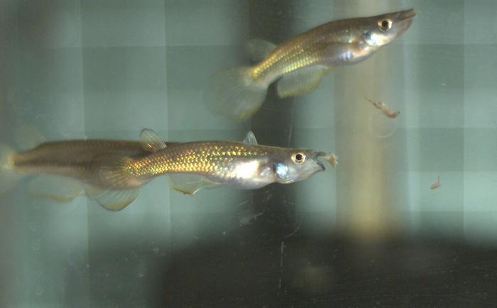 An evolutionary trade-off has limited how fish catch their prey