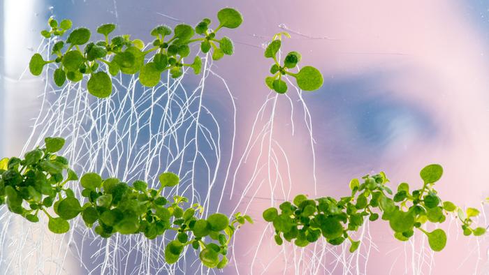 How plants search for nutrients