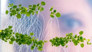 How plants search for nutrients