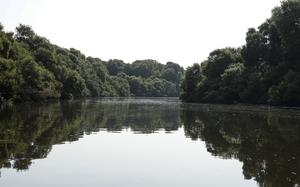 Remarkable tree under threat