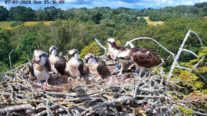 Poole Harbour Nest 2024