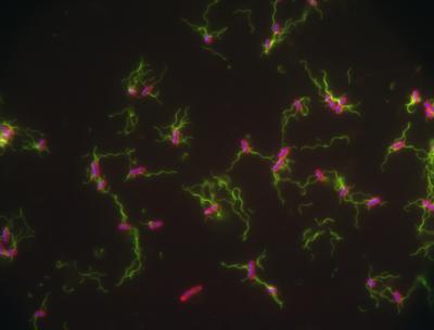 <I>Salmonella</I>