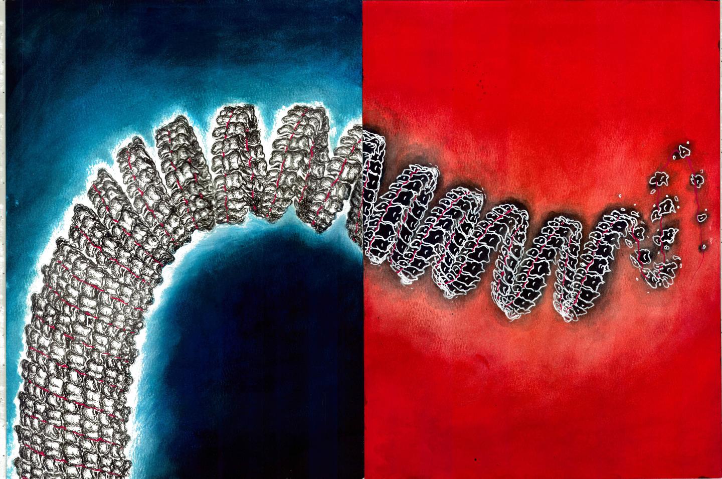 Artistic representation of the Ebola virus nucleocapsid