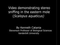 Tests of Linear and Stereo Sniffing by Eastern Mole