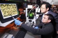 Fluorescence Microscopy Images