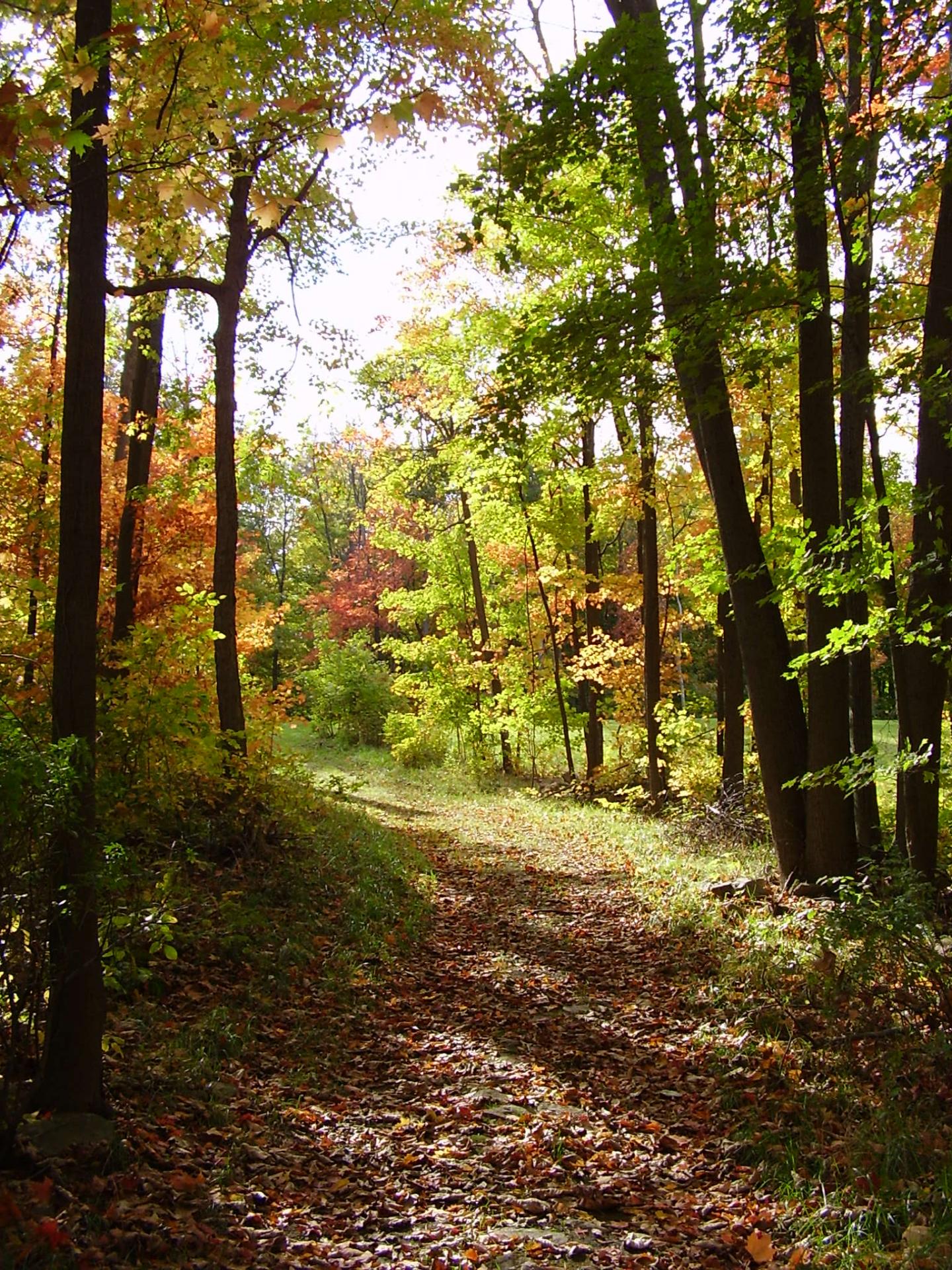 Study Finds Availability of Nitrogen to Plants is Declining as Climate Warms
