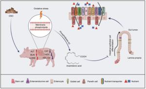 Effects of oxidative stress on intestinal health of piglets