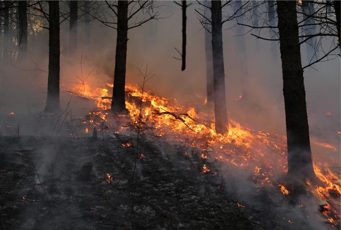 Wildfire