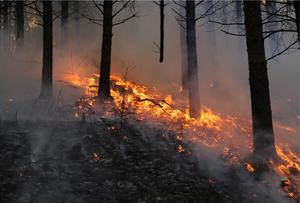 Wildfire