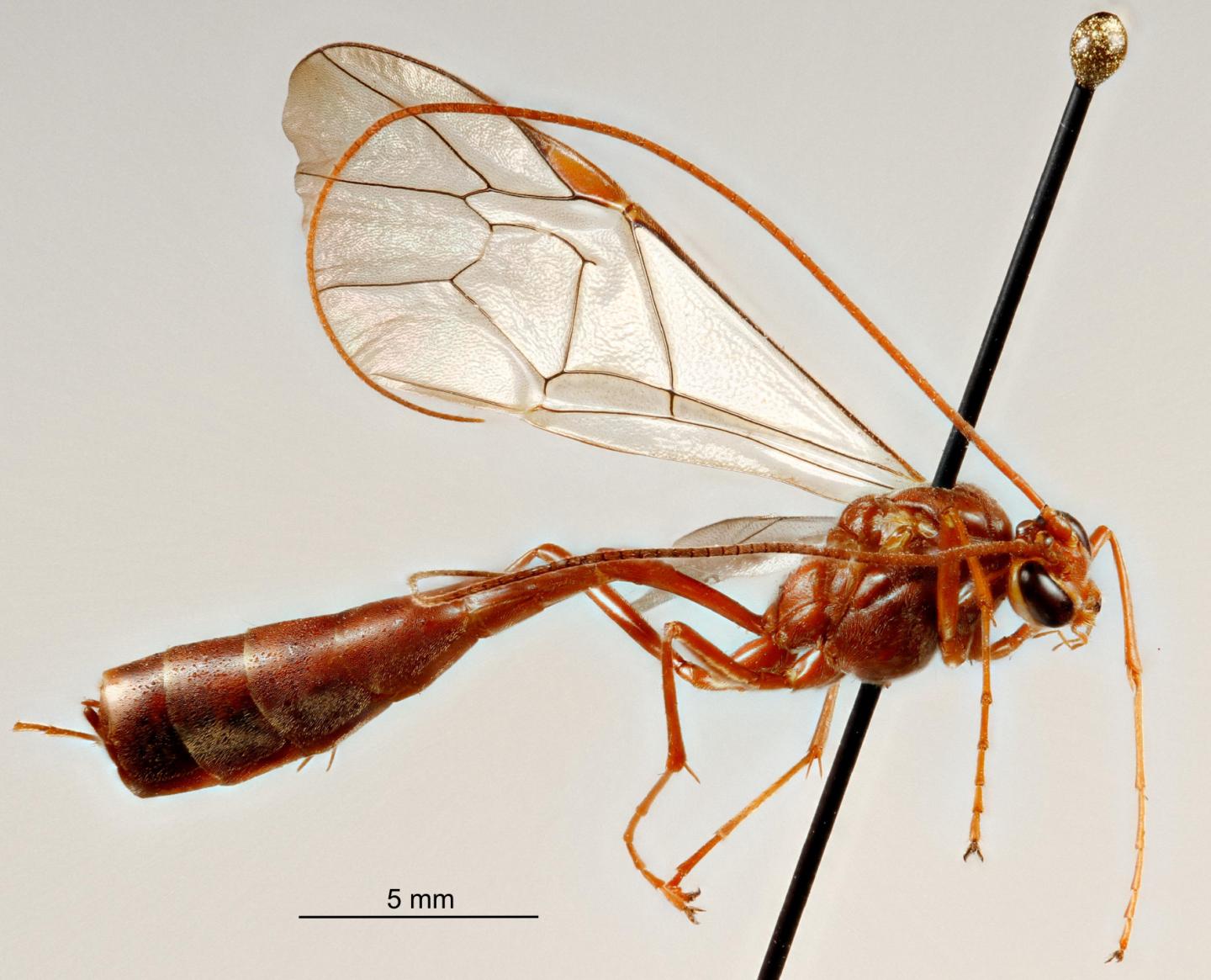 <i>Ophion keala</i>