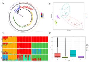 Population Genomic Analysis of Eggplant.