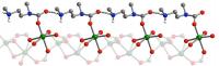 Ammonium Carbamate Chain