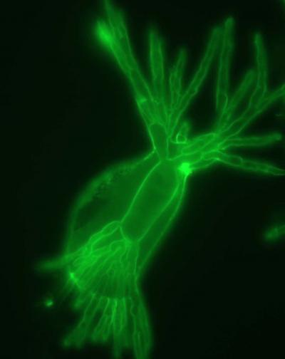 Why Some Pathogens Simply Can't Live Without Their Plants (1 of 6)