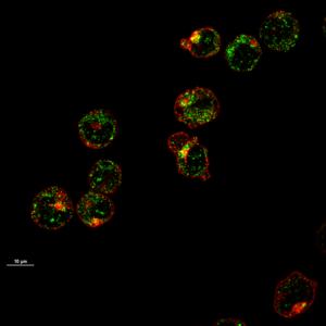 HEME Transporters on Maturing Red Blood Cells