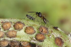 Lysiphlebus fabarum