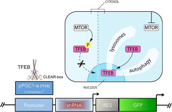 Negative Feedback-driven Oscillating Promoters